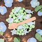 Eucalyptus & Cotton - Under the sea wax melt dot scoopies - avarosearomas